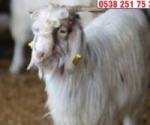 Suadiye Adaklık Kurban