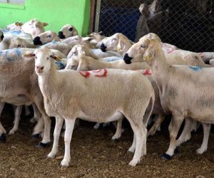 Ziverbey Adaklık Kurban