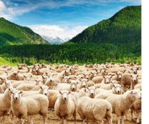 Zühtüpaşa Adaklık Koç