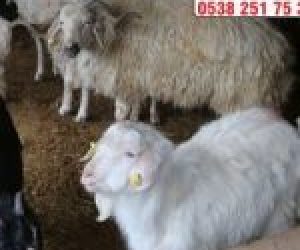 Zühtüpaşa Adaklık Kurban