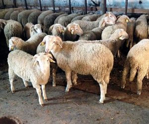 Kurbağalıdere Adaklık Koç