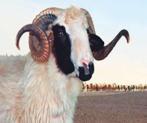 Selamiçeşme Adaklık Koç